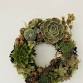 Succulent Wreath Workshop event image