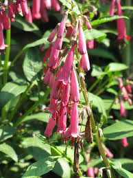 See more of suara penjawat awam on facebook. Fuchsia Colour In English