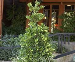 Use these convenient icons to share this page on various social media platforms: Little Emperor Dwarf Japanese Blueberry Tree Classic Garden Design Classic Garden Japanese Blueberry Tree