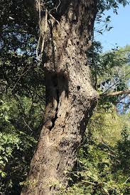 Image result for Newtonia hildebrandtii