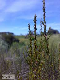 Image result for Cliffortia