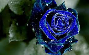 Para conocer el significado de las rosas azules hay que realizar un pequeño viaje en el tiempo, concretamente hasta la época del. Cual Es El Significado De Las Rosas Azules Esoterismos Com