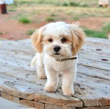 Browse the most trusted source of puppies for sale in rochester, ny. Shih Tzu Puppies For Sale Rochester Ny Dogs Breeds And Everything About Our Best Friends