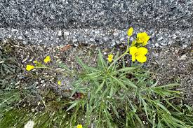 Image result for Cynodon nlemfuensis