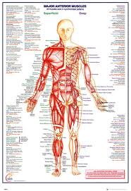 Sorry i made a mistake at 00:49 i incorrectly label and describe the. Empireposter 740854 Educational Poster The Human Body Anterior Muscle Muscles Anatomy Paper Multicoloured 36 X 24 X 0 14 Amazon De Home Kitchen