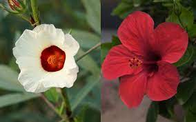 Wholesale hibiscus flower ☆ find 75 hibiscus flower products from 54 manufacturers & suppliers at ec21. Difference Between Hibiscus And Roselle Garden Lovers Club