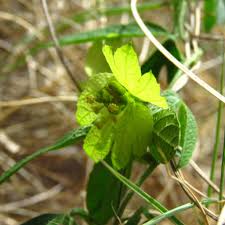 Image result for Dalechampia capensis