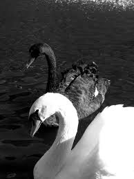 Black And White Swan Black And White Swans Swan Pictures Black And White Photography Black And White