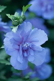 Flowering plants can also be sent to express your condolences. 20 Best Blue Flowers For Your Garden Top Types Of Blue Flowers