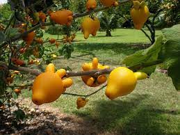 How to pollinate unusual fruits. Strange Farm Products Weird Fruit Trees Growing Gardens Weird Fruit Plants