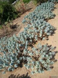 Object Not Found Vacances Corse Corse Plante