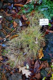 Image result for Harpachne