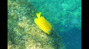 Address, phone number, jubilee fishing reviews: Jetties At St Andrews State Park Snorkeling Panama City Beach Youtube