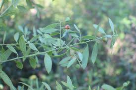 Image result for Osyris compressa