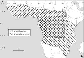 Image result for Xylopia acutiflora