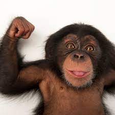 Chimpanzees live in the tree. Chimpanzee Facts And Photos
