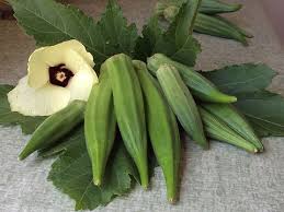 Image result for Ozoroa longipes