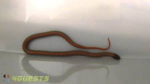 Arizona Snake Tiny Size Of Worm Snake Small Insects Tiny