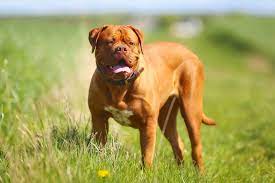 Jahrhundert hatten diese hunde vom typ dogge keinen standard. Bordeaux Dogge Steckbrief Charakter Pflege Haltung