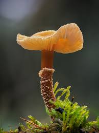 Image result for Simocybe centunculus