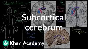 Image result for Cerebral Subcortex