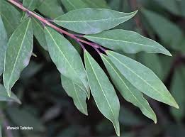 Image result for Ilex mitis