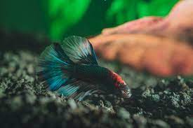 Betta fish in the wild are predators and may only be able to eat every few days. Why Is My Betta Fish Getting Fat And How To Help Born For Pets
