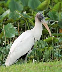 Water Birds Of North Georgia Wood Stork Mycteria Americana Is A Large American Wading Bird In The Stork Family Ciconiidae This Is A Subtropical And Trop Birds Beautiful Birds Bird Photo
