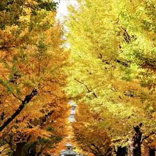 Negara ini secara amnya adalah sebuah negara 4 musim iaitu musim sejuk (winter), bunga (spring), panas (summer) dan luruh (autumn). Foto Mari Ke Universiti Tokyo Best Of Japan