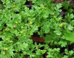 Image result for Grangea maderaspatana