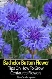Bachelor Button Cornflowers How To Grow Centaurea Flowers Bachelor Button Flowers Purple Flowers Garden Bachelor Buttons