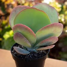 Image result for Kalanchoe