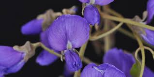 Image result for Bolusanthus
