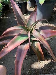 Image result for Aloe pienaarii