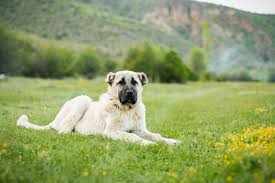 10 Dog Breeds With The Strongest Bite Wagging Mongrel