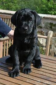 How Much Should A Labrador Puppy Cost