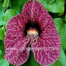 Uzun süre solmayan çiçek açan bitki türleri Uzun Sure Cicek Acan Bitkiler