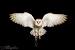 Barn Owl Baby