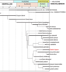 taxonomy phylogeny the gray wolf