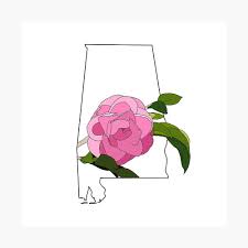 Check spelling or type a new query. Alabama State Flower Poster By Claireepete Redbubble