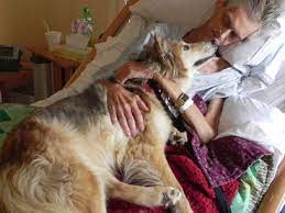 S a aflat ce a făcut cristina țopescu inainte să moară s a conștiința la animale ele reacționează spectaculos inainte să moară uniunea ziariștilor profesioniști din romania. Cele 5 SimÅ£uri Supranaturale Ale Cainelui TÄu Animal Zoo
