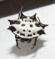 Maybe you would like to learn more about one of these? Arachnids Of North Carolina