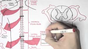 It keeps track of application data, performs validations on data and provides a. Neurology Spinal Cord Introduction Youtube