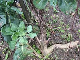 Collard greens are traditionally cooked with fatty, indulgent meats. Long Island Seed Project