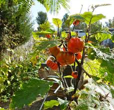 Image result for Solanum aethiopicum