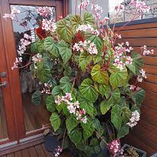 Pin On Gardenstyle
