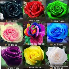 We have the supplies and tools just for you. Red Rose Seeds For Sale