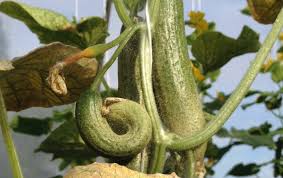 Image result for thrips damage on cucumber