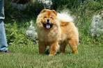 Chow Chow (Chow) Puppies For Sale - AKC PuppyFinder