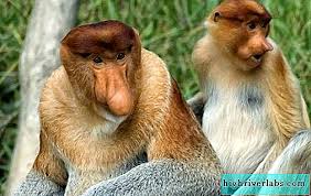 Anda harus lebih optimis tentang apa yang ditawarkan (tersedia) di masa depan. Butler Monyet Penerangan Ciri Spesies Gaya Hidup Dan Habitat Hidung Haiwan Liar